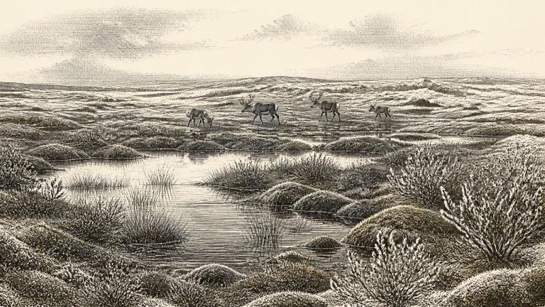 A Cutmark Near Doneraile