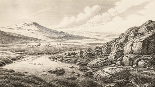 Awbeg Reindeer Corridor
