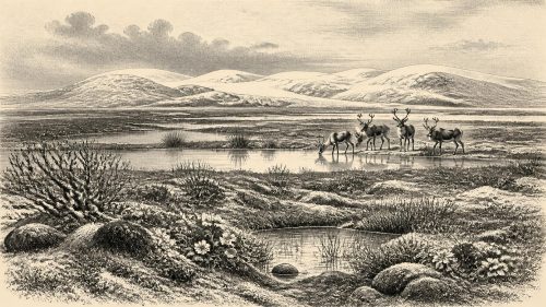 BIRM-166’s Fossil Pool