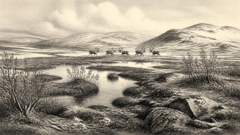 Ballyhoura Reindeer Carcass