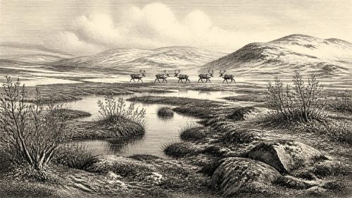 Ballyhoura Reindeer Carcass