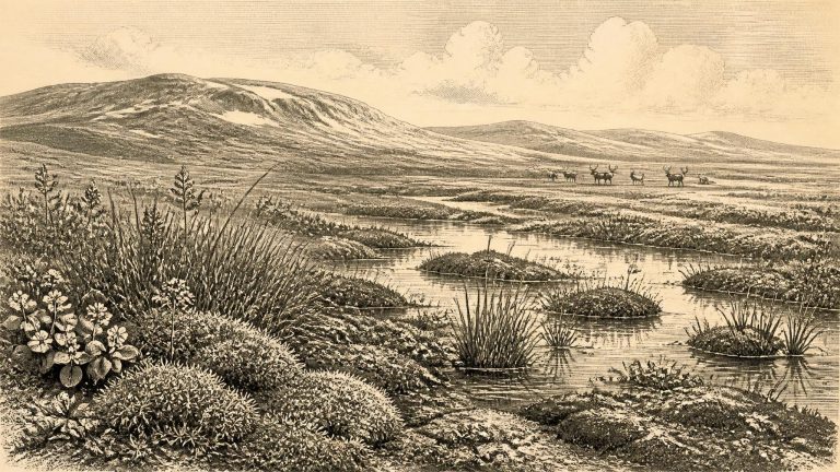 Bogbean Beneath Fermanagh Till