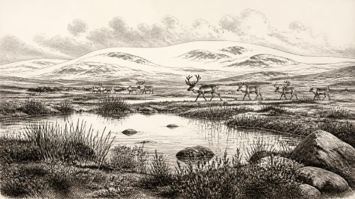 Castlepook Reindeer Horizon