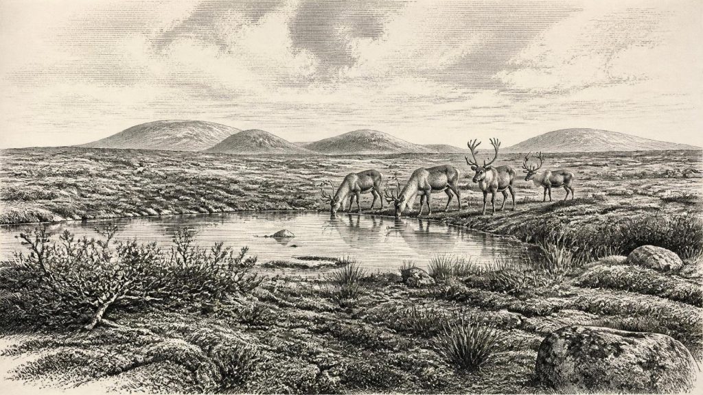 Castlepook’s Limestone Bonebed