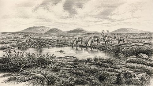 Castlepook’s Limestone Bonebed