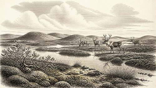 Castlepook’s Reindeer Scar