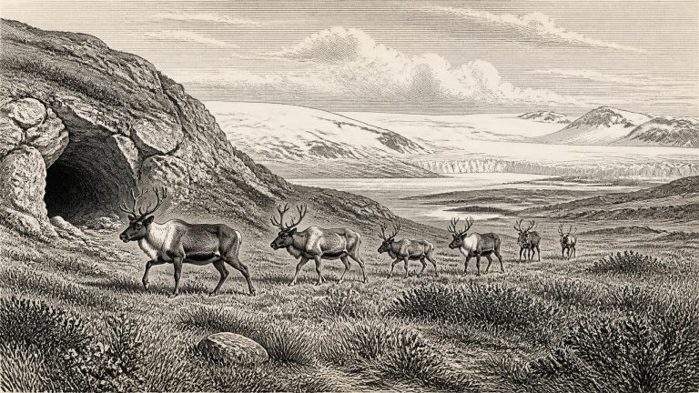 Castlepook’s Reindeer Trail