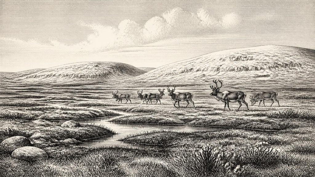 Castlepook’s Tundra Threshold