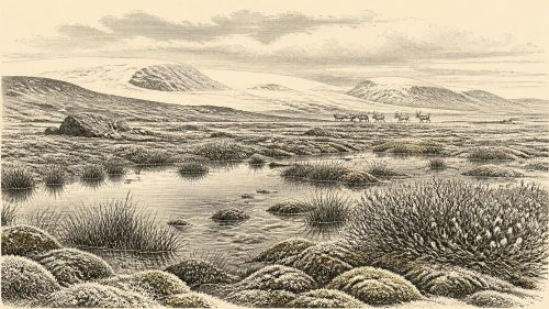 Cork Reindeer and Fermanagh Silt