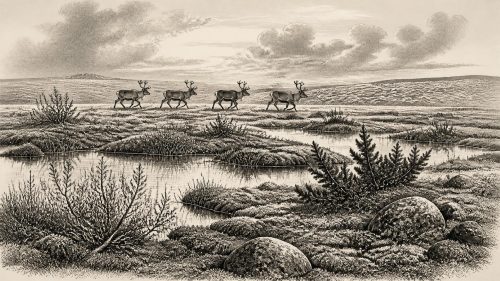 Cork’s Reindeer Butchery Question