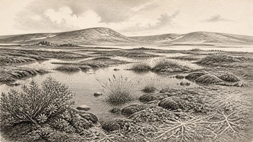 Derryvree’s GI-5.2 Wetland