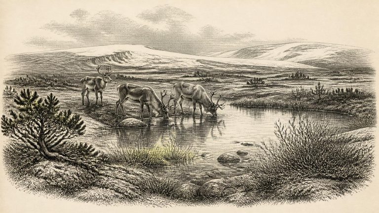 Derryvree’s Juniper Margin