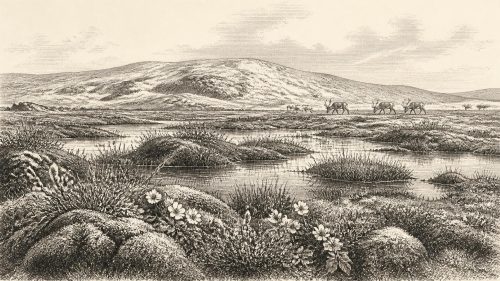 Derryvree’s Mountain-Avens Basin