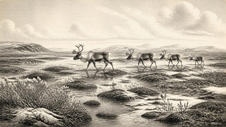 Derryvree’s Permafrost Garden