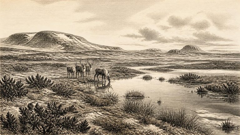 Derryvree’s Road-Cut Wetland