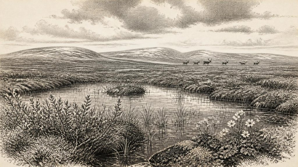 Derryvree’s Sedge-Moss Basin