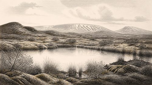 Derryvree’s Sedgebank