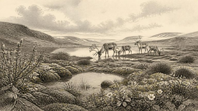 Derryvree’s Willow Tundra