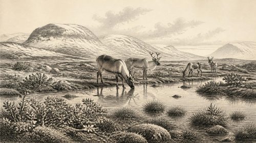 Elephant Hall Fauna