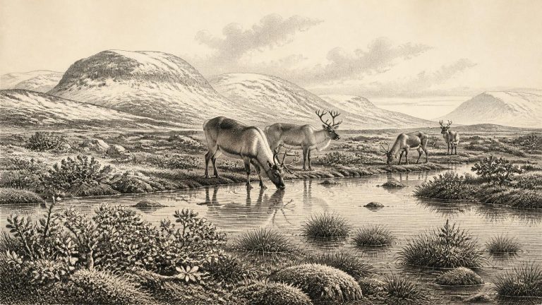 Elephant Hall Fauna