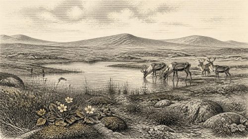 Fermanagh’s Mountain Avens