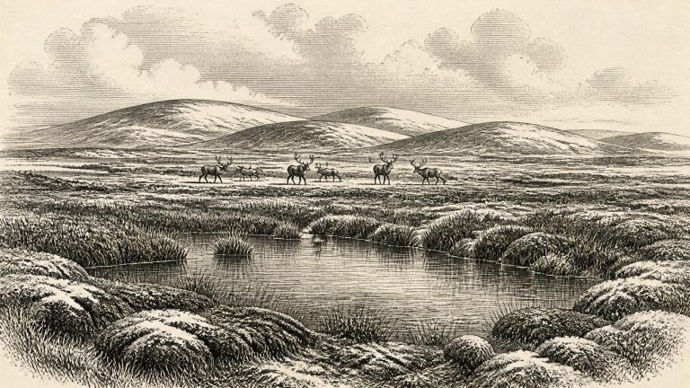 Maguirebridge’s Freshwater Bed