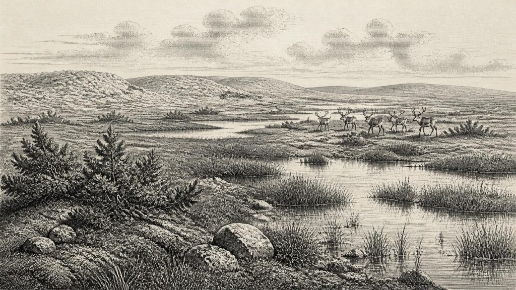 Maguirebridge’s Periglacial Reedbed