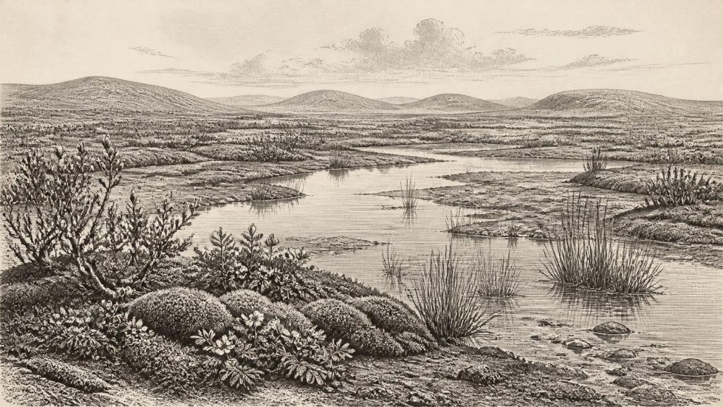 Mosses Beneath Fermanagh