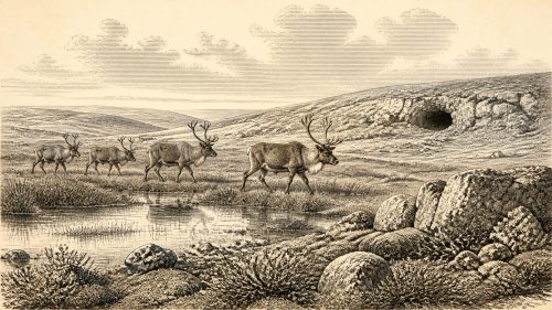 The Doneraile Reindeer Incision