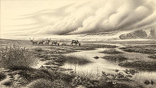 Alternate Water-Milfoil Basin
