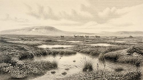 Castlepook’s Ice-Age Fauna