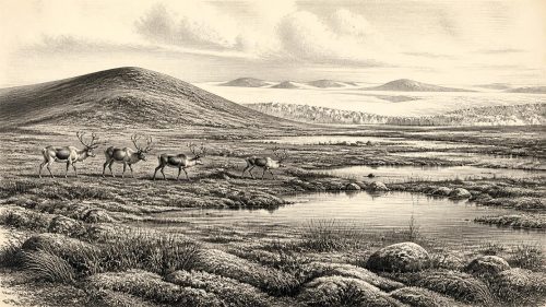 Maguirebridge’s Drumlin Archive