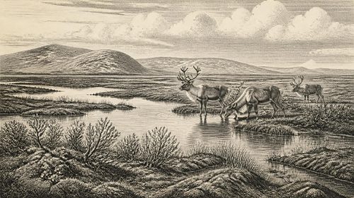 Maguiresbridge’s Lost Tundra