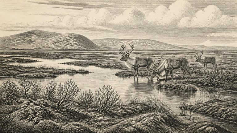 Maguiresbridge’s Lost Tundra