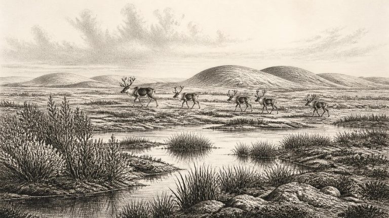 Mammoth Cave’s Open Ground